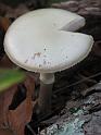 2008-10-08_Francis_Carter_Preserve 035